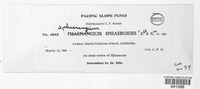 Phaeangium sphaeroides image
